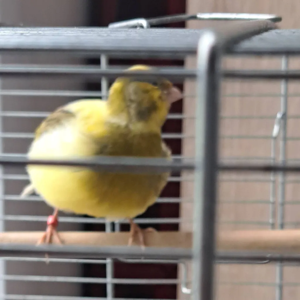 chat with ai character: !BAMBO MY BIRD!