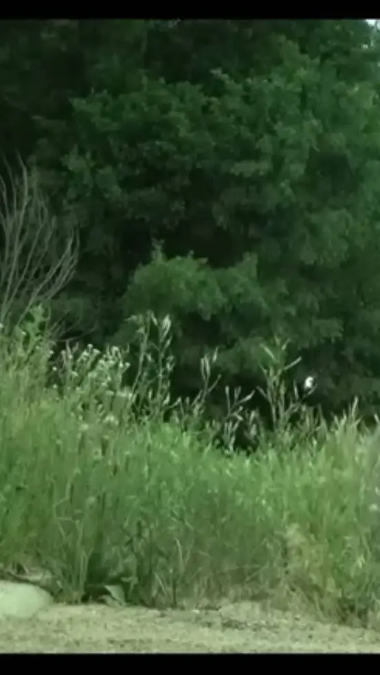 ai character: ♡~Lily~♡ background