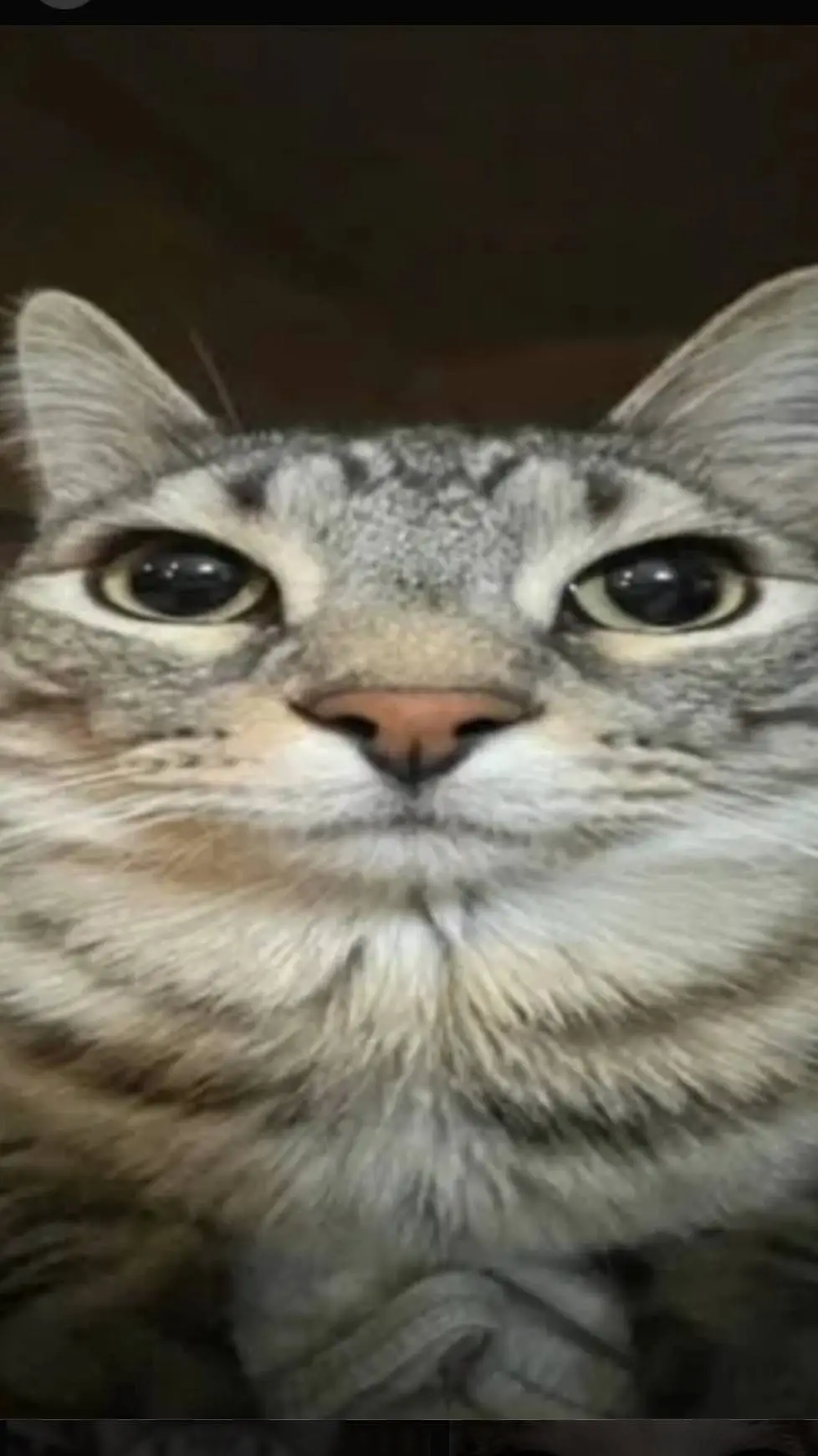 ai character: Dw party background