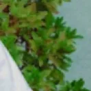 chat with ai character: Sturniolo triples