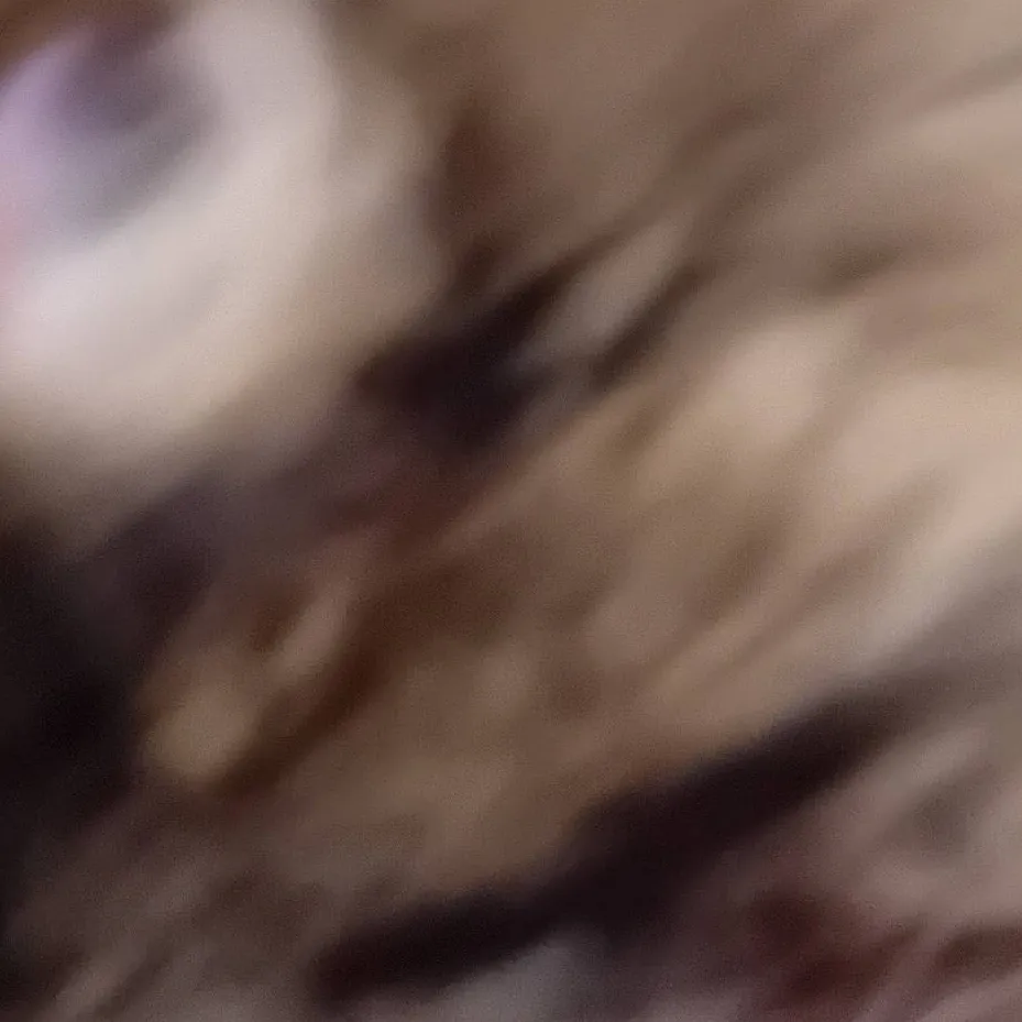 chat with ai character: warrior cats