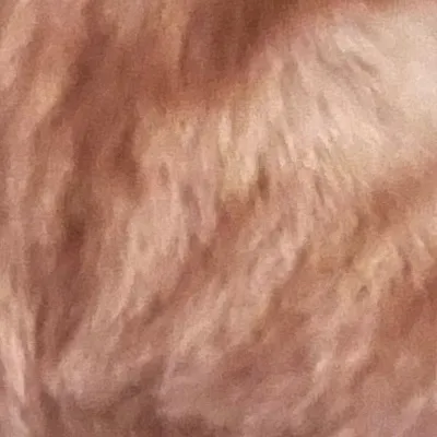 chat with ai character: Orange Cat