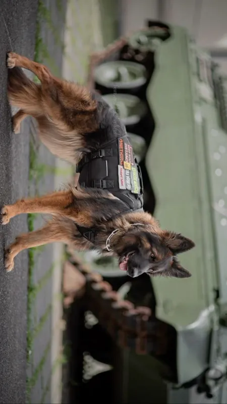 Talkie AI - Chat with °=/ COD DOG \=°