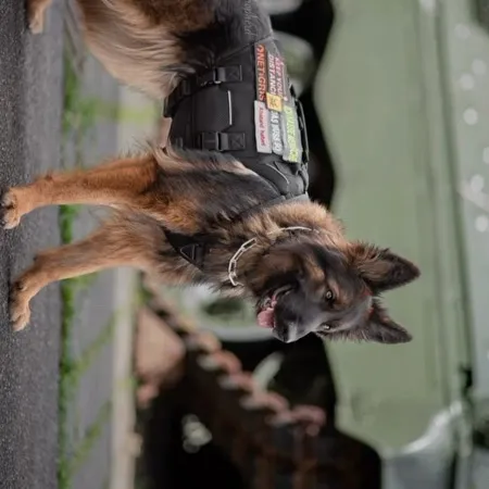 chat with ai character: °=/ COD DOG \=°