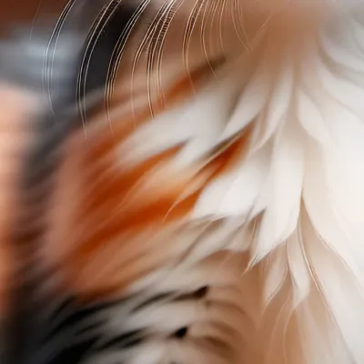 chat with ai character: Bunny(irl cat)