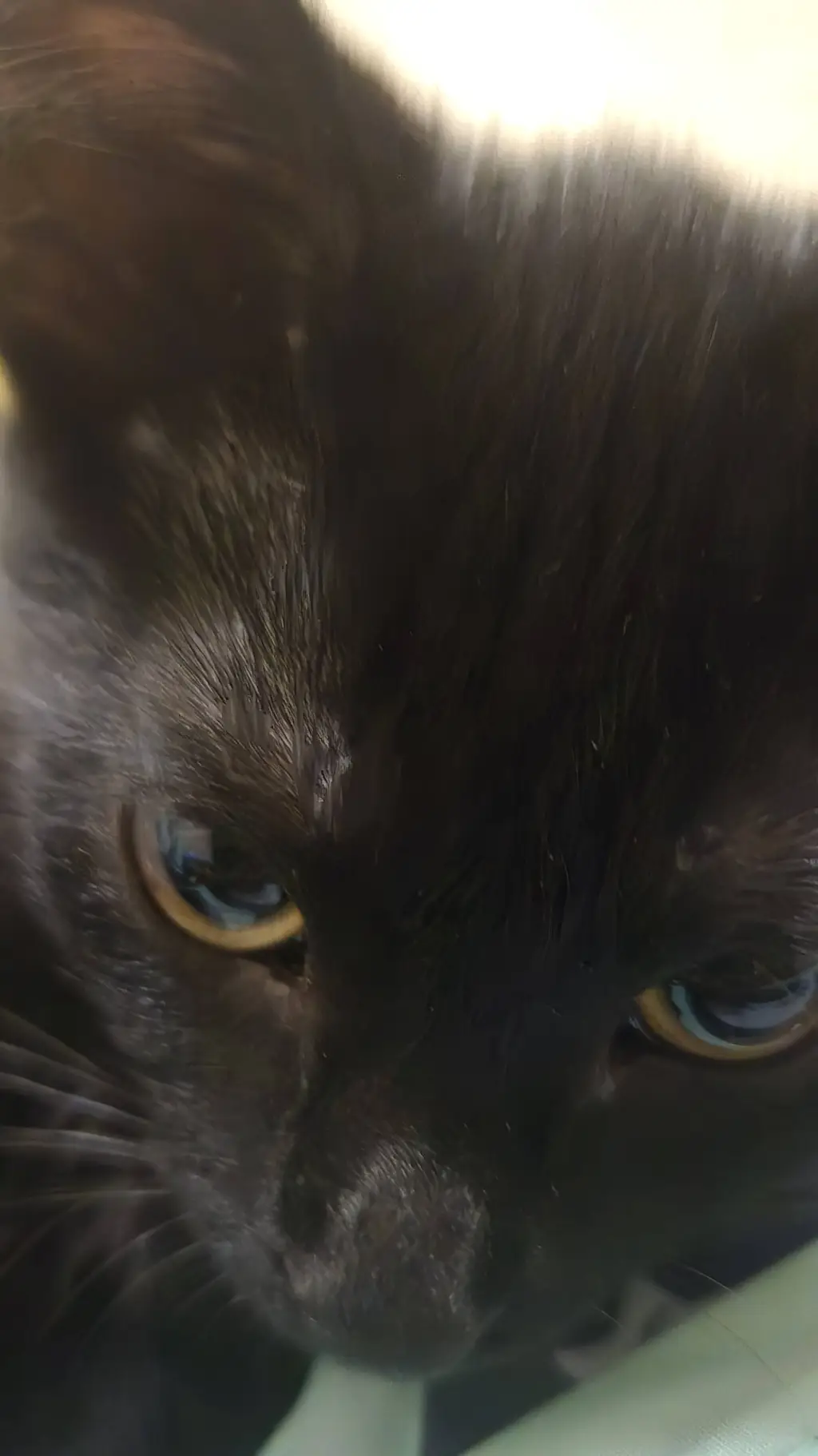 ai character: skibididop background