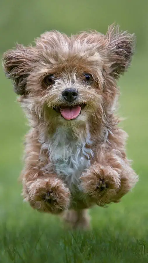 ai character: Doggy background