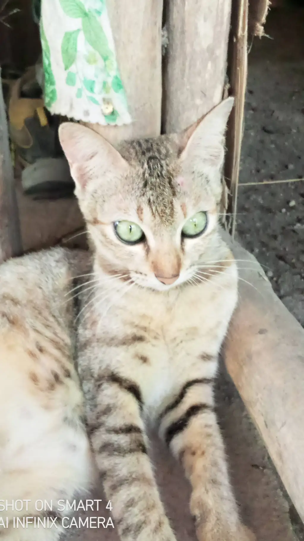 ai character: oops! wrong house! background