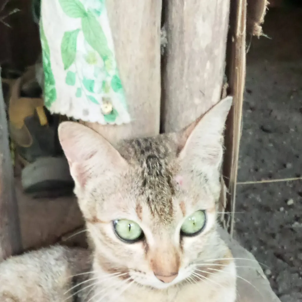 chat with ai character: oops! wrong house!