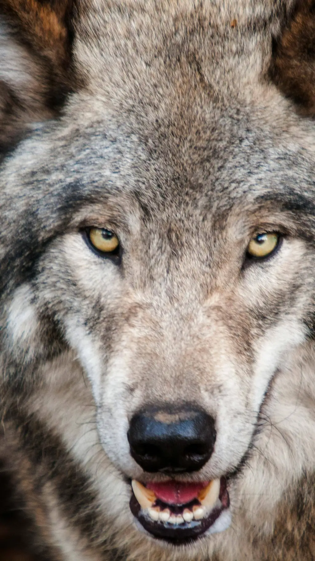 ai character: wolf leader background
