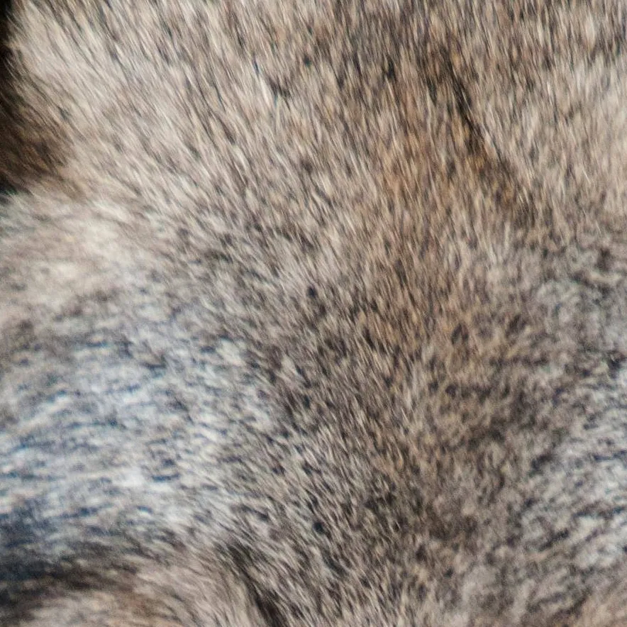 chat with ai character: wolf leader