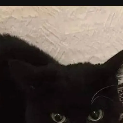 chat with ai character: maxwell da cat