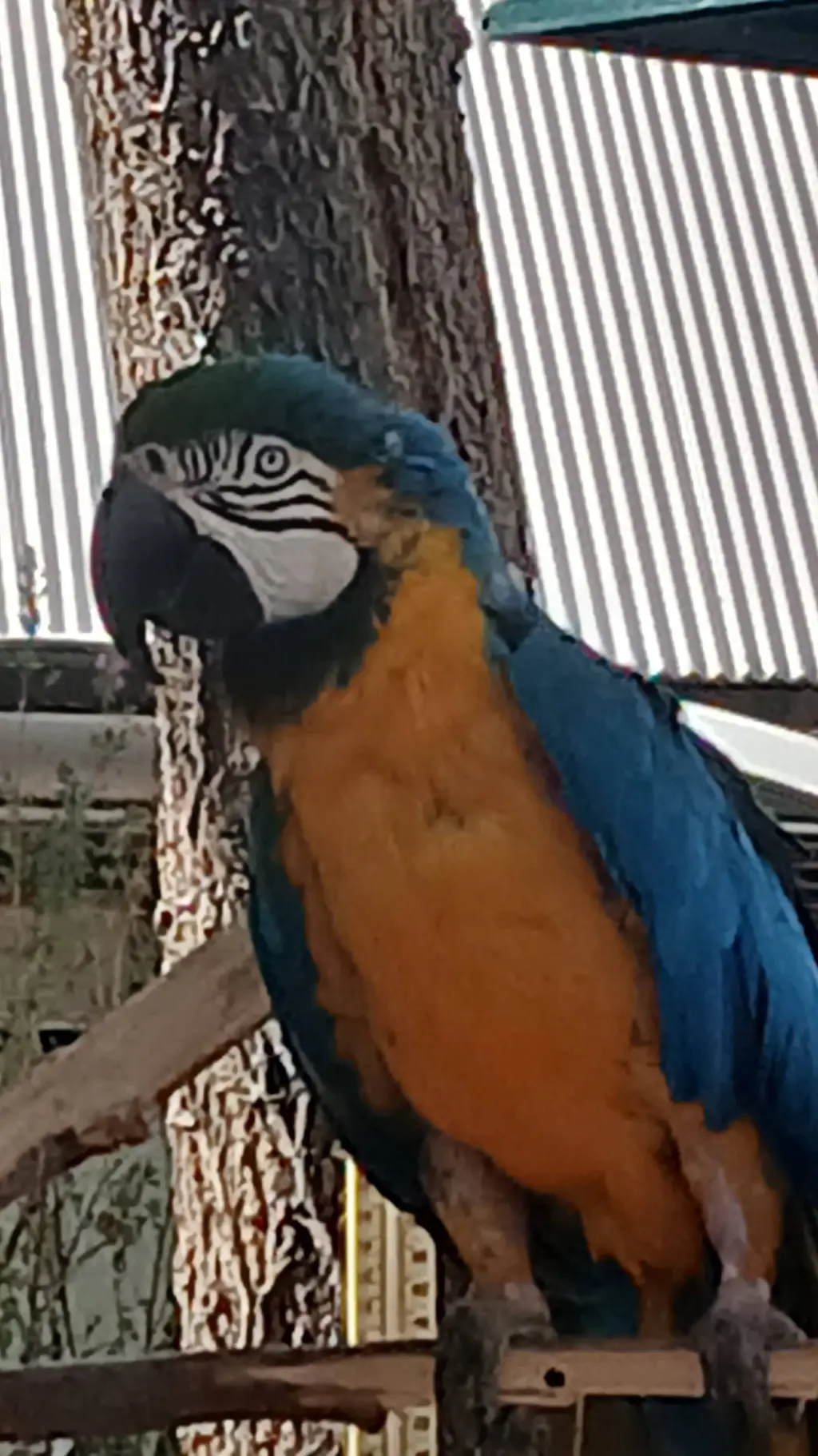 ai character: 🦜Parrot🦜 background