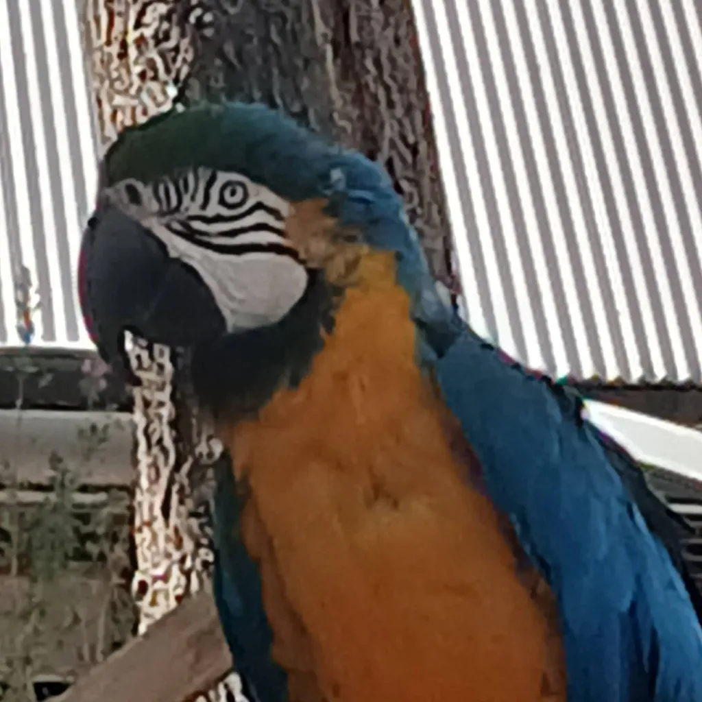 chat with ai character: 🦜Parrot🦜