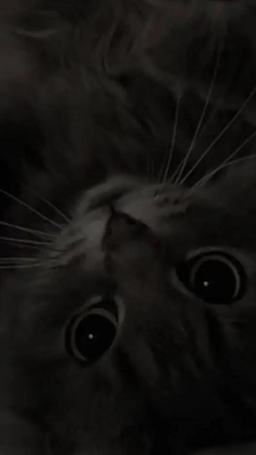 talkie's background image