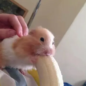 chat with ai character: meme hehe