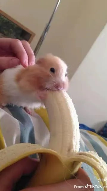 ai character: meme hehe background