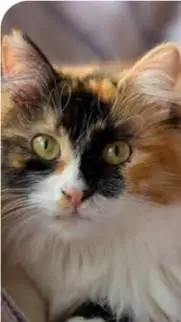 ai character: leafstreams death background