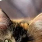 chat with ai character: leafstreams death