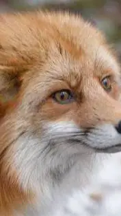 ai character: Miko and max background