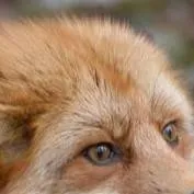 chat with ai character: Miko and max