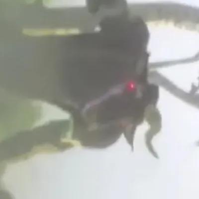 chat with ai character: Monster swarm