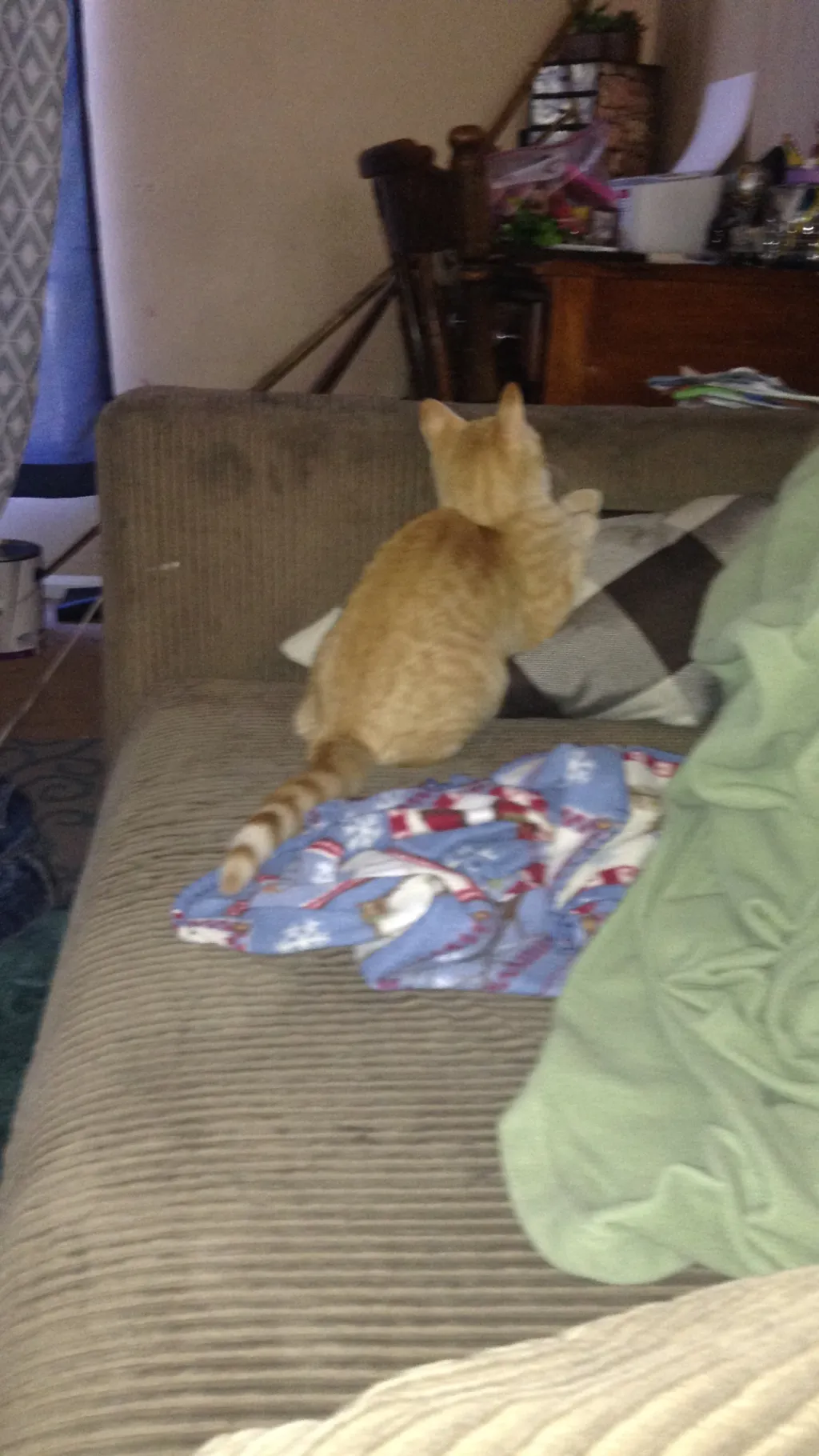 ai character: Cat background