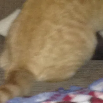 chat with ai character: Cat