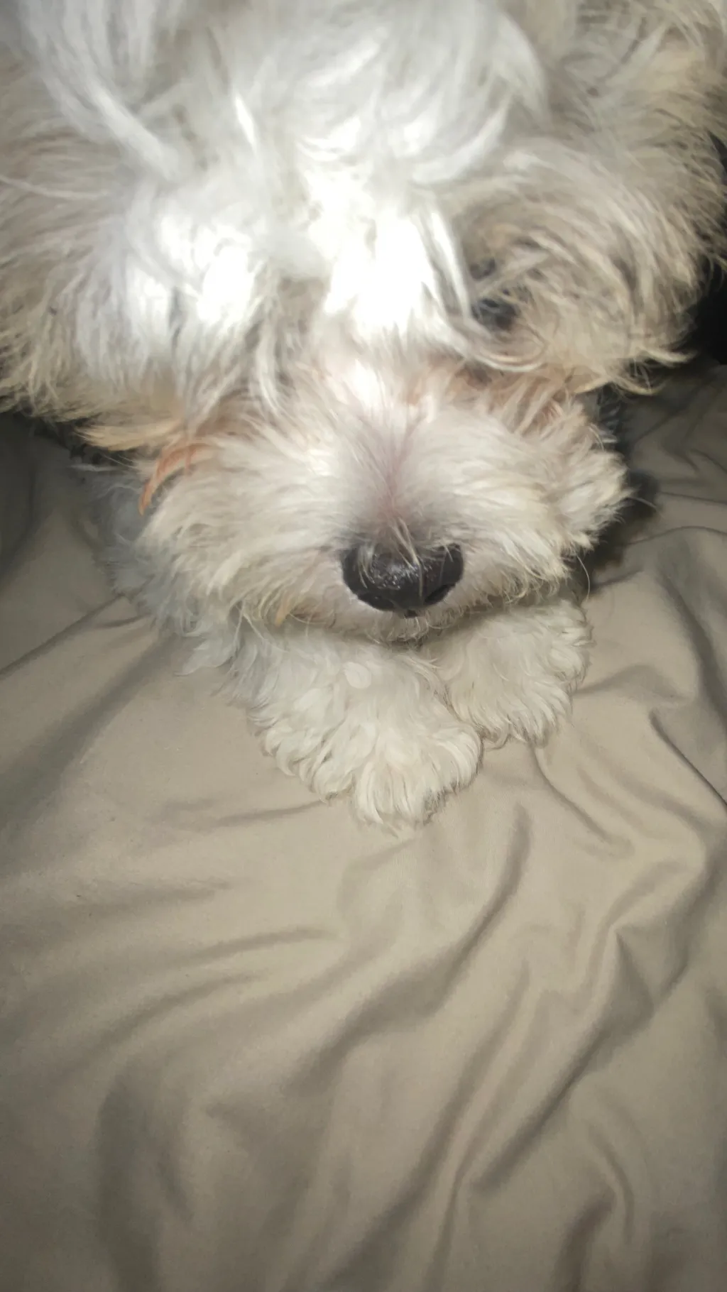 ai character: DOGGY background