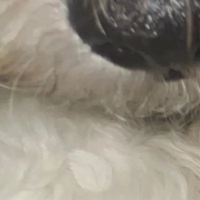 chat with ai character: DOGGY