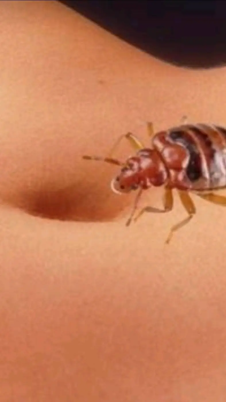 ai character: Creepy bed bug background