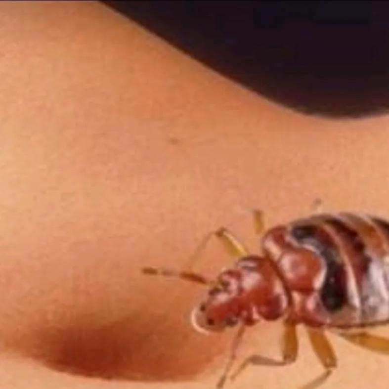 chat with ai character: Creepy bed bug