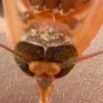 chat with ai character: Ozempic Creature 