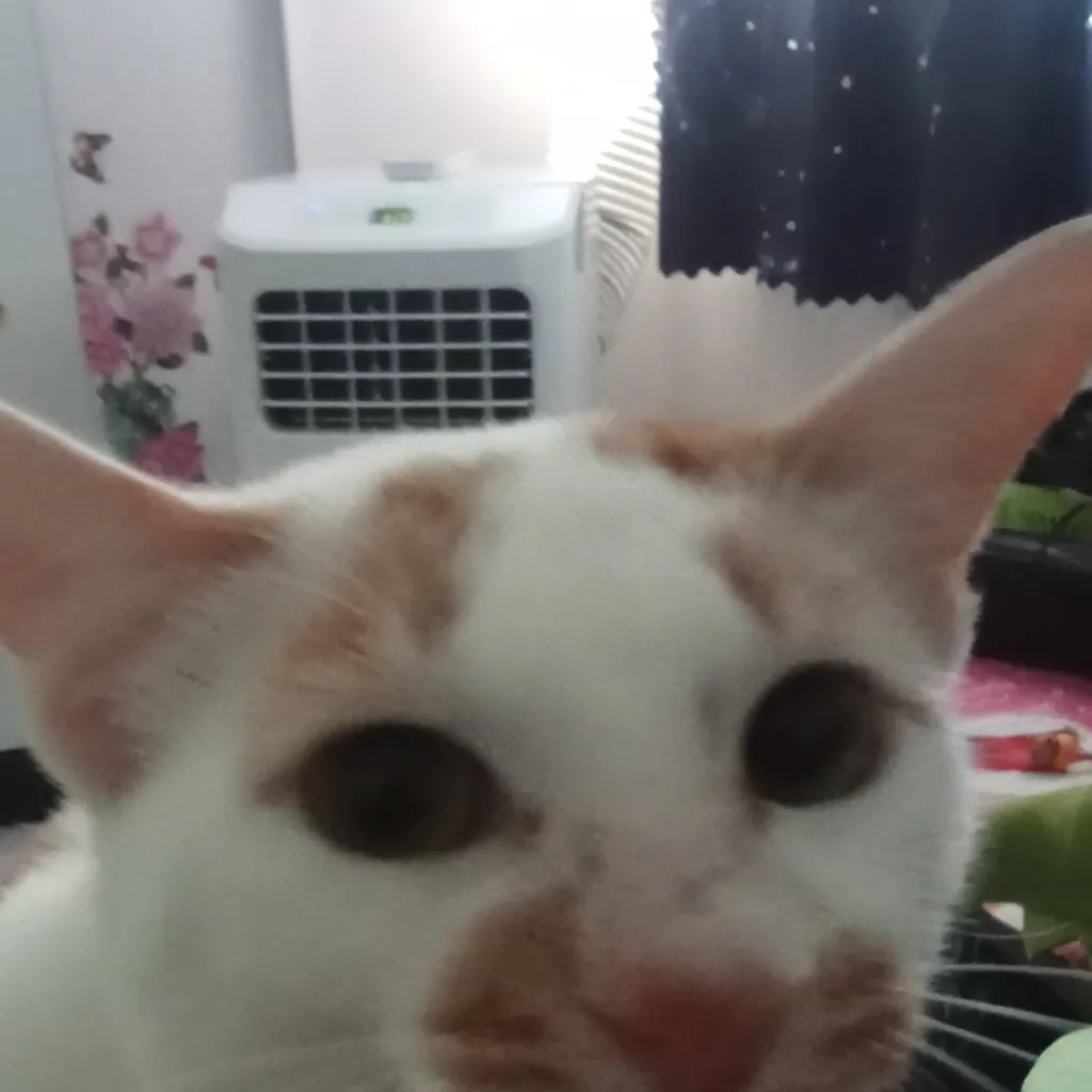 chat with ai character: Oyen