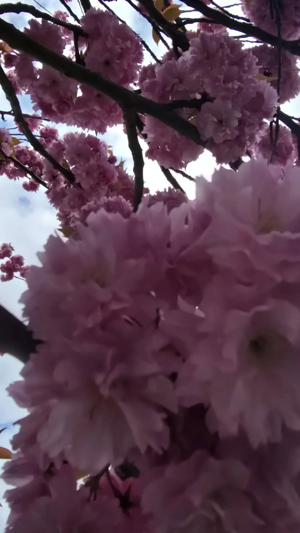 ai character: any RP you want background