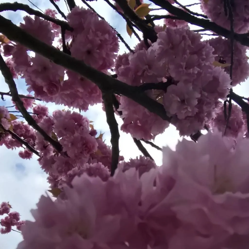 chat with ai character: any RP you want