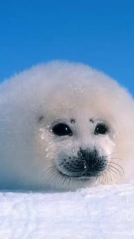 ai character: Snowball Seal background