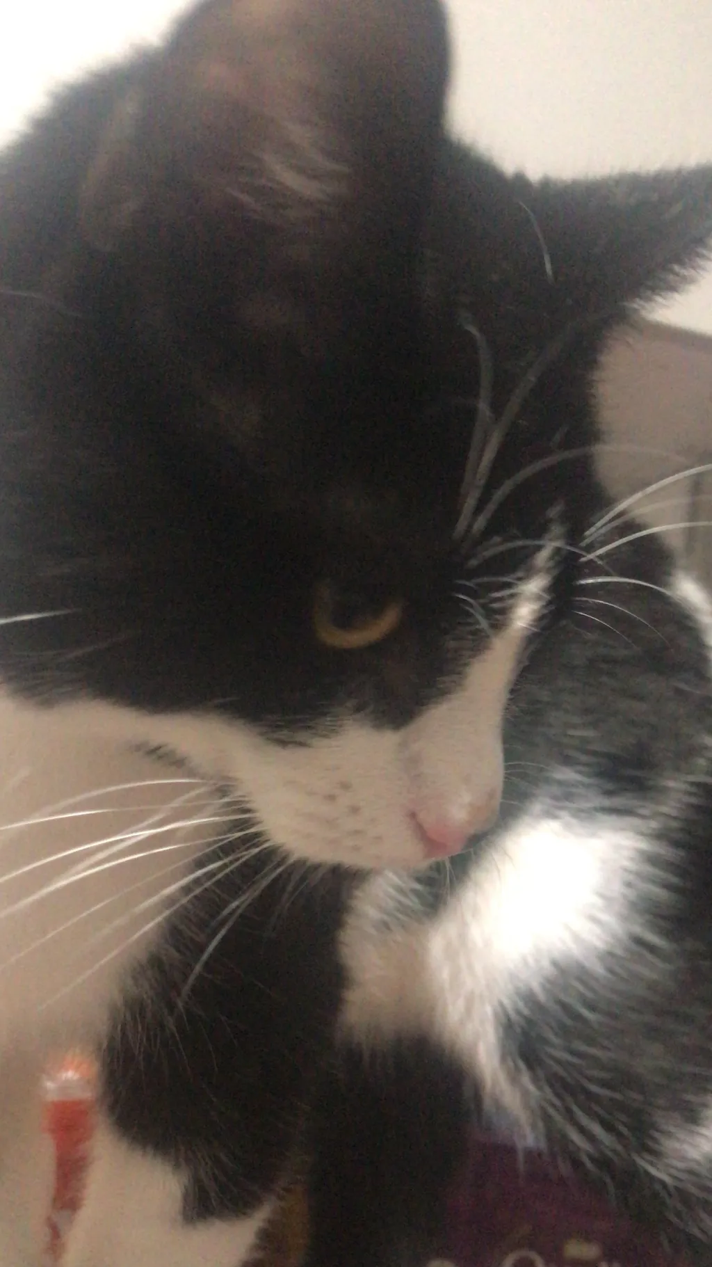 ai character: Dw mains★ background