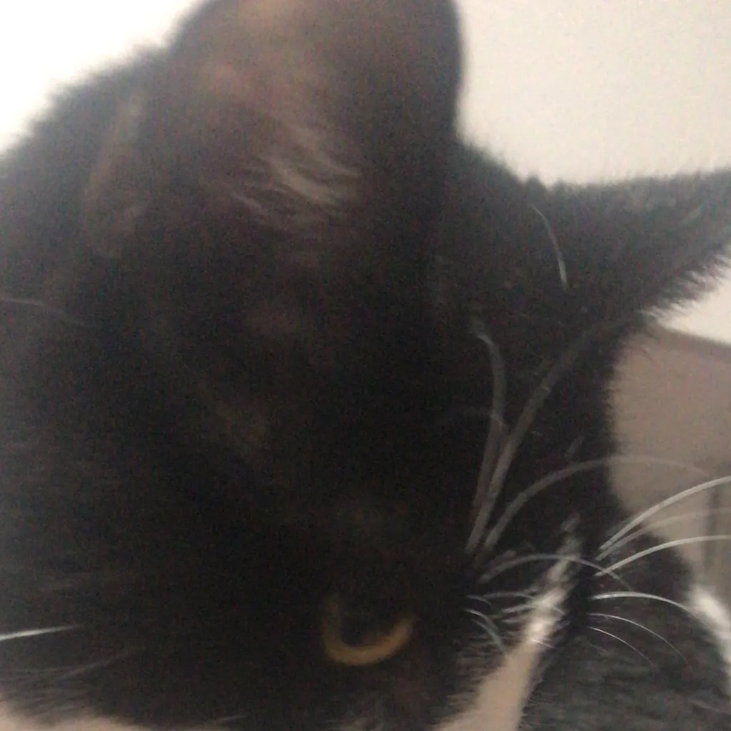 chat with ai character: Dw mains★