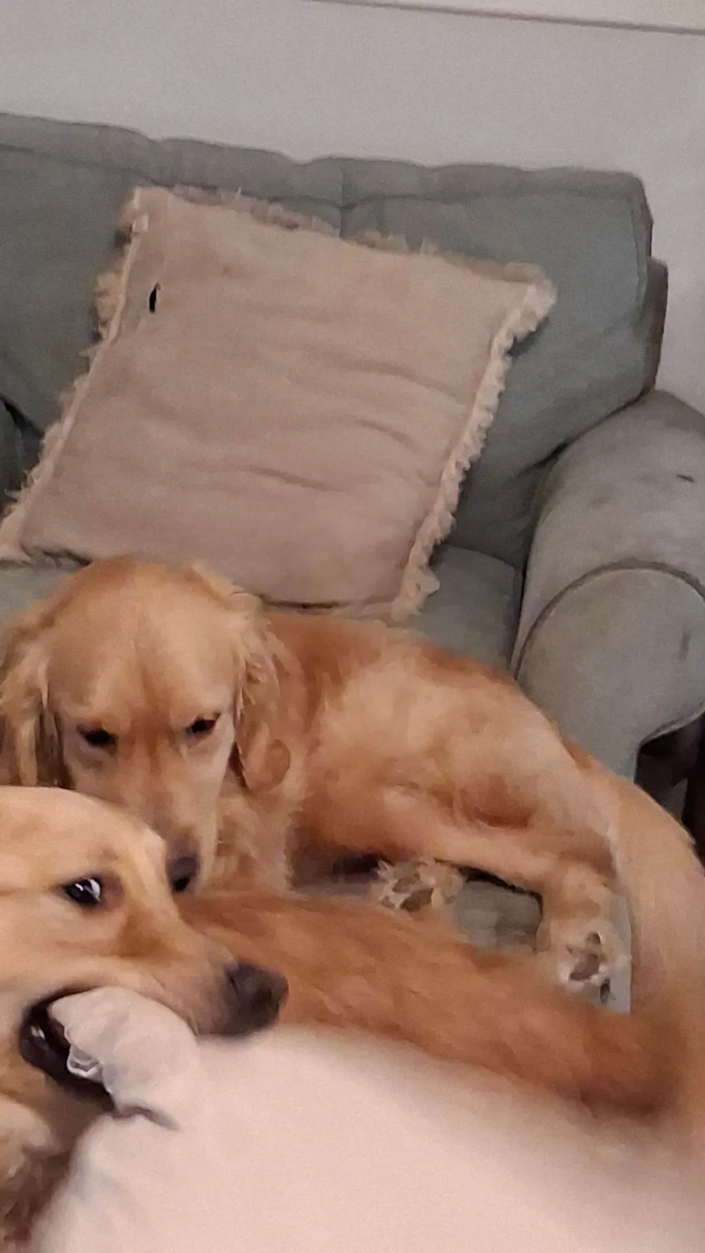 Talkie AI - Chat with My dogs