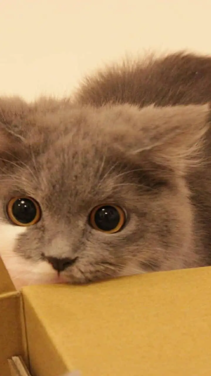 ai character: Yuki background