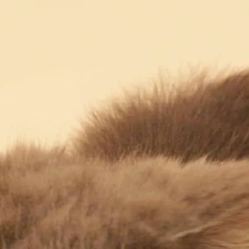 chat with ai character: Yuki