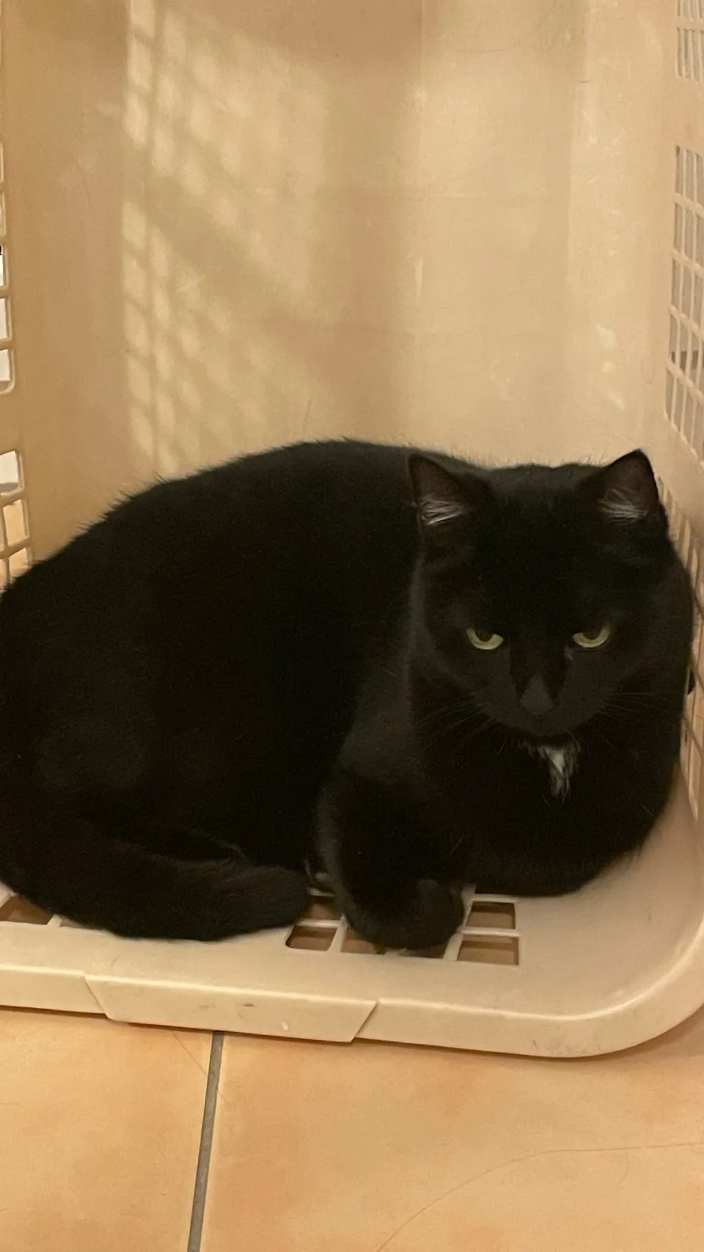 ai character: Fallon Bane background