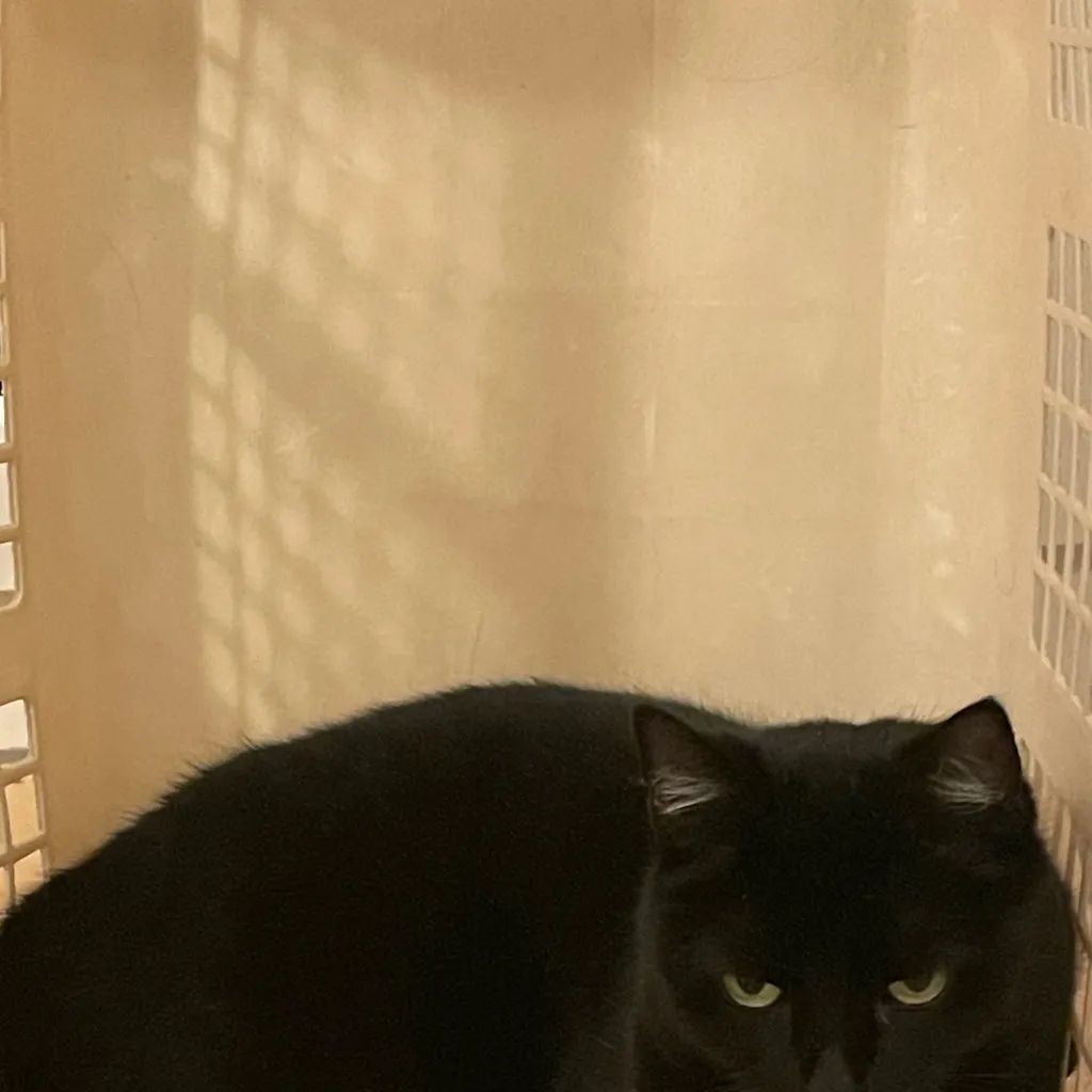 chat with ai character: Fallon Bane