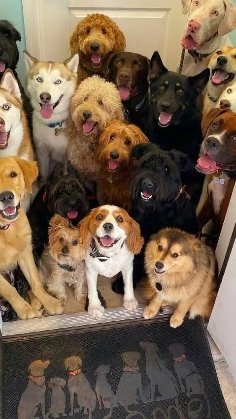 ai character: a group of dogs background