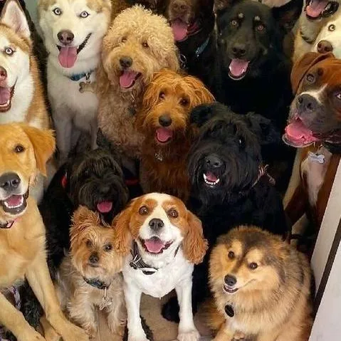 chat with ai character: a group of dogs
