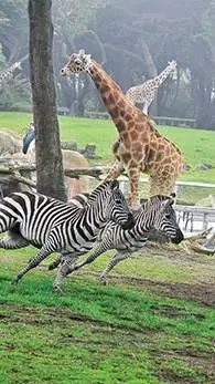 ai character: DW ZOO background