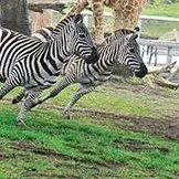 chat with ai character: DW ZOO