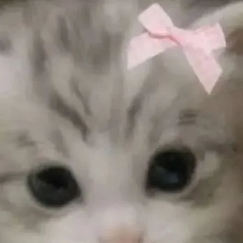 chat with ai character: ♡kitty♡