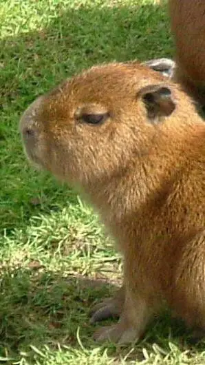 ai character: capybara  background